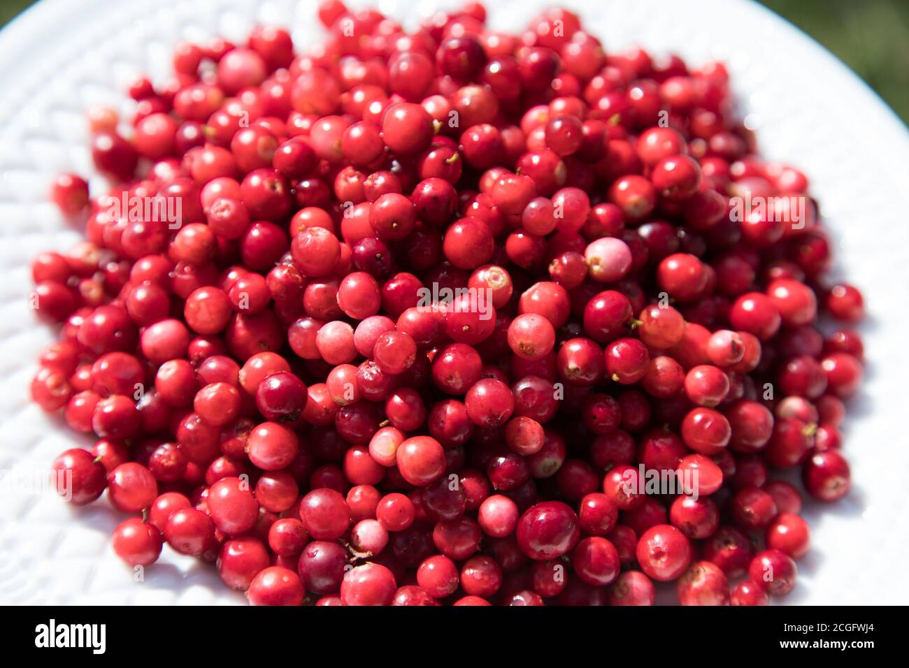 Die Beeren der reifen Preiselbeere liegen auf dem Teller. Nahaufnahme. Horizontale Platzierung Stockfoto