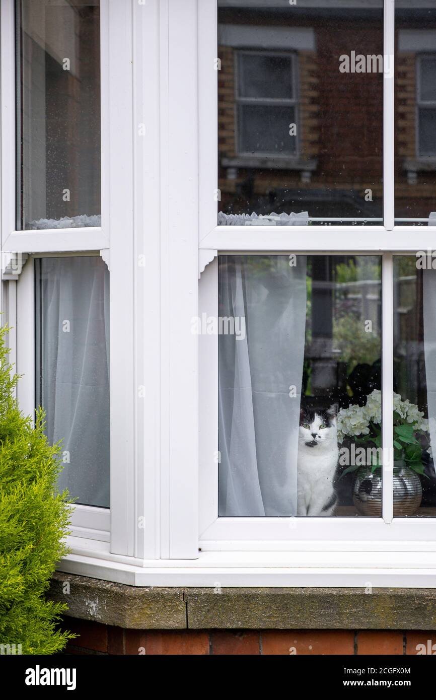 Eine schwarz-weiße Katze, die im Fenster eines Familienhauses sitzt und durch das Glas auf die Straße blickt. Stockfoto