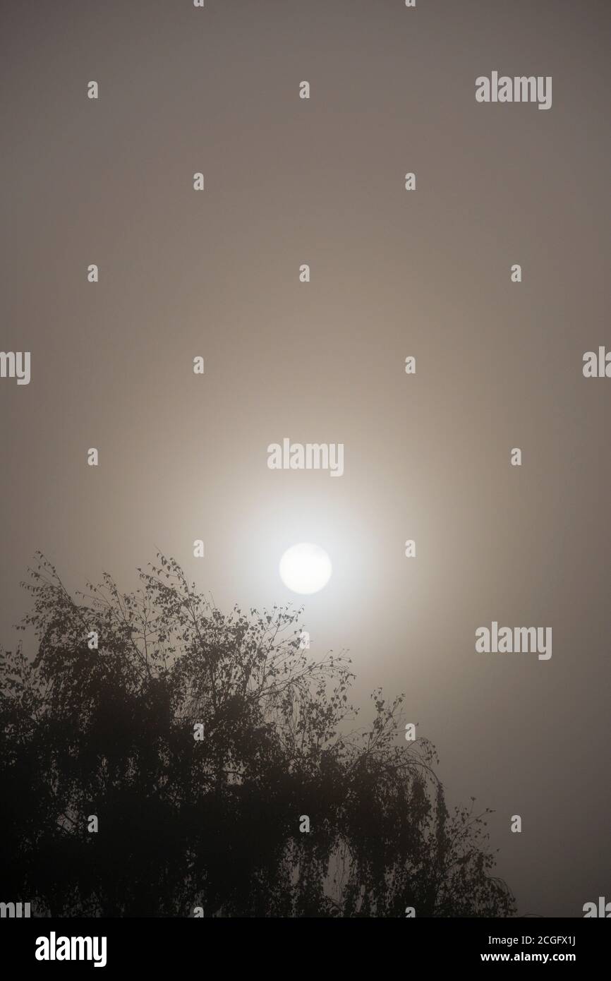 Die Sonne geht über einem Wald von Bäumen in Silhouette, wie es scheint durch den frühen Morgennebel. Stockfoto Die Sonne geht über einem Wald von Bäumen in Silhouette, wie es scheint durch den frühen Morgennebel. Stockfoto