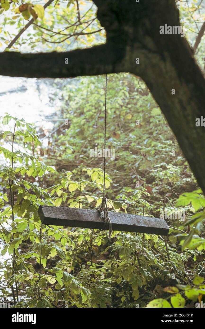 Ein dünnes Seil, das an einem Baum hängt und an dem eine hölzerne Schaukel befestigt ist. Stockfoto