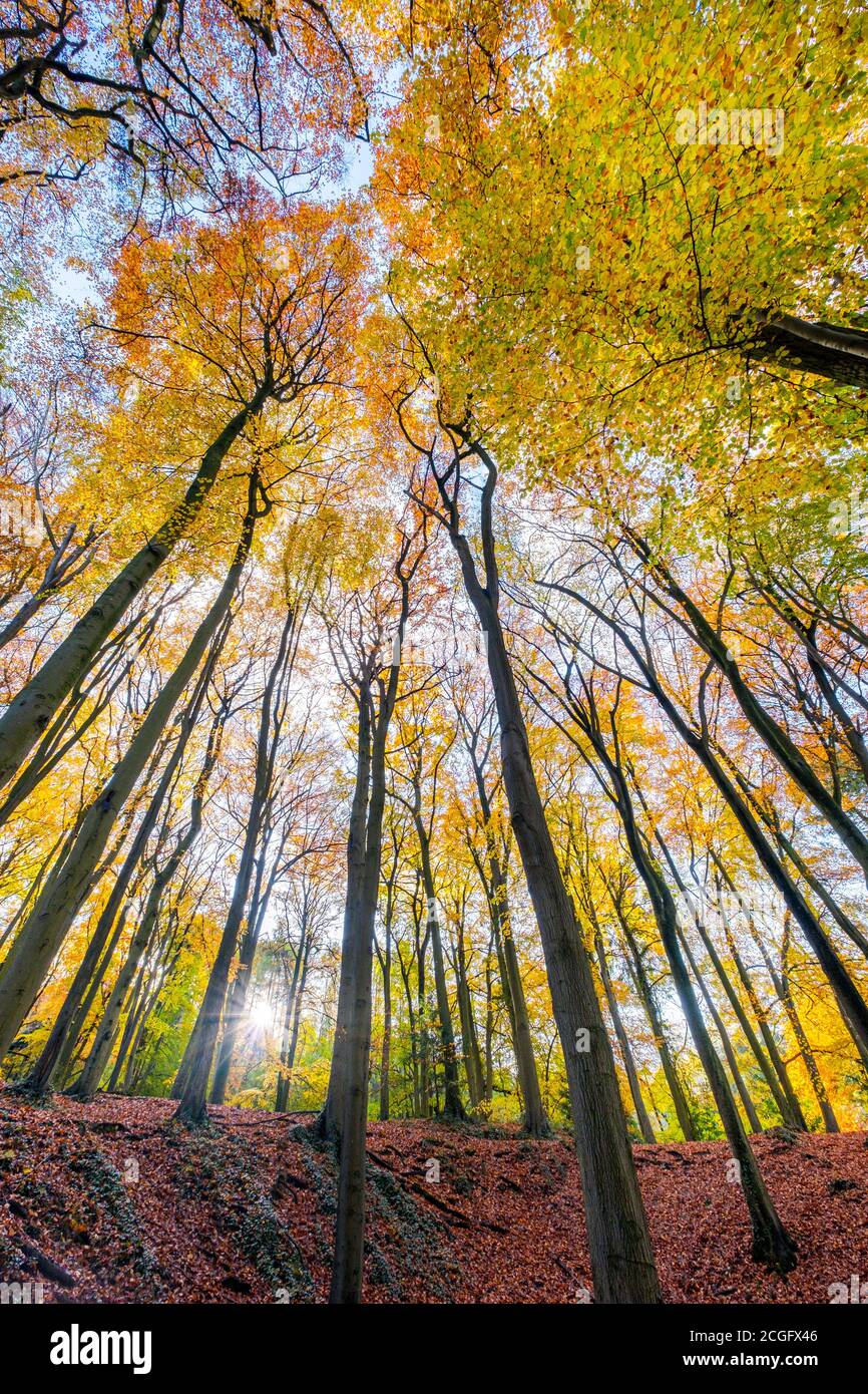 Gutes Wetter und helles Sonnenlicht hebt die Herbstfarben in den Blättern der Bäume auf Leckhampton Hill, Cheltenham. Stockfoto