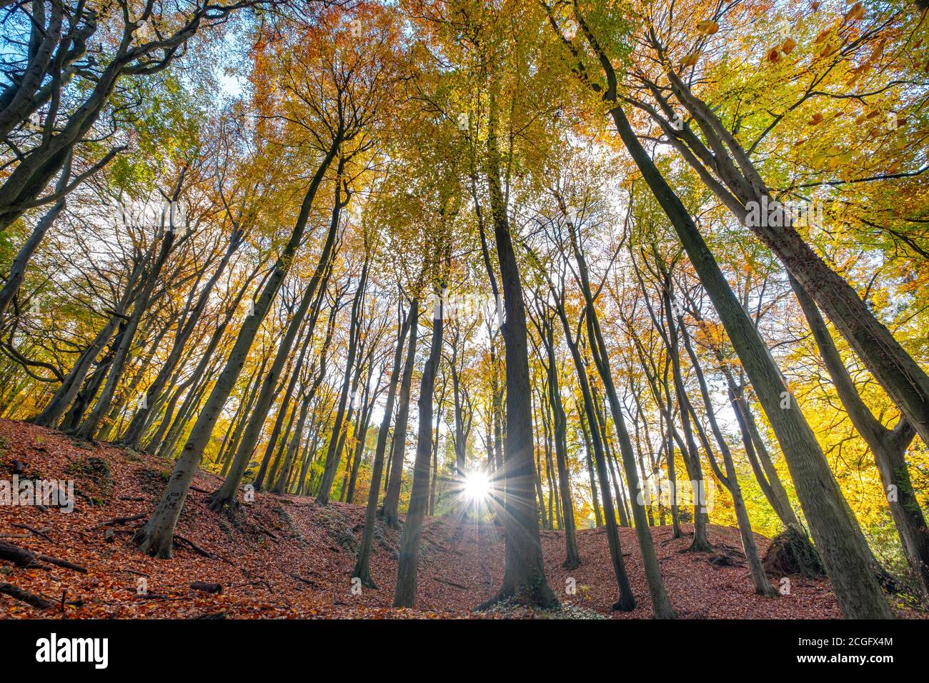 Gutes Wetter und helles Sonnenlicht hebt die Herbstfarben in den Blättern der Bäume auf Leckhampton Hill, Cheltenham. Stockfoto