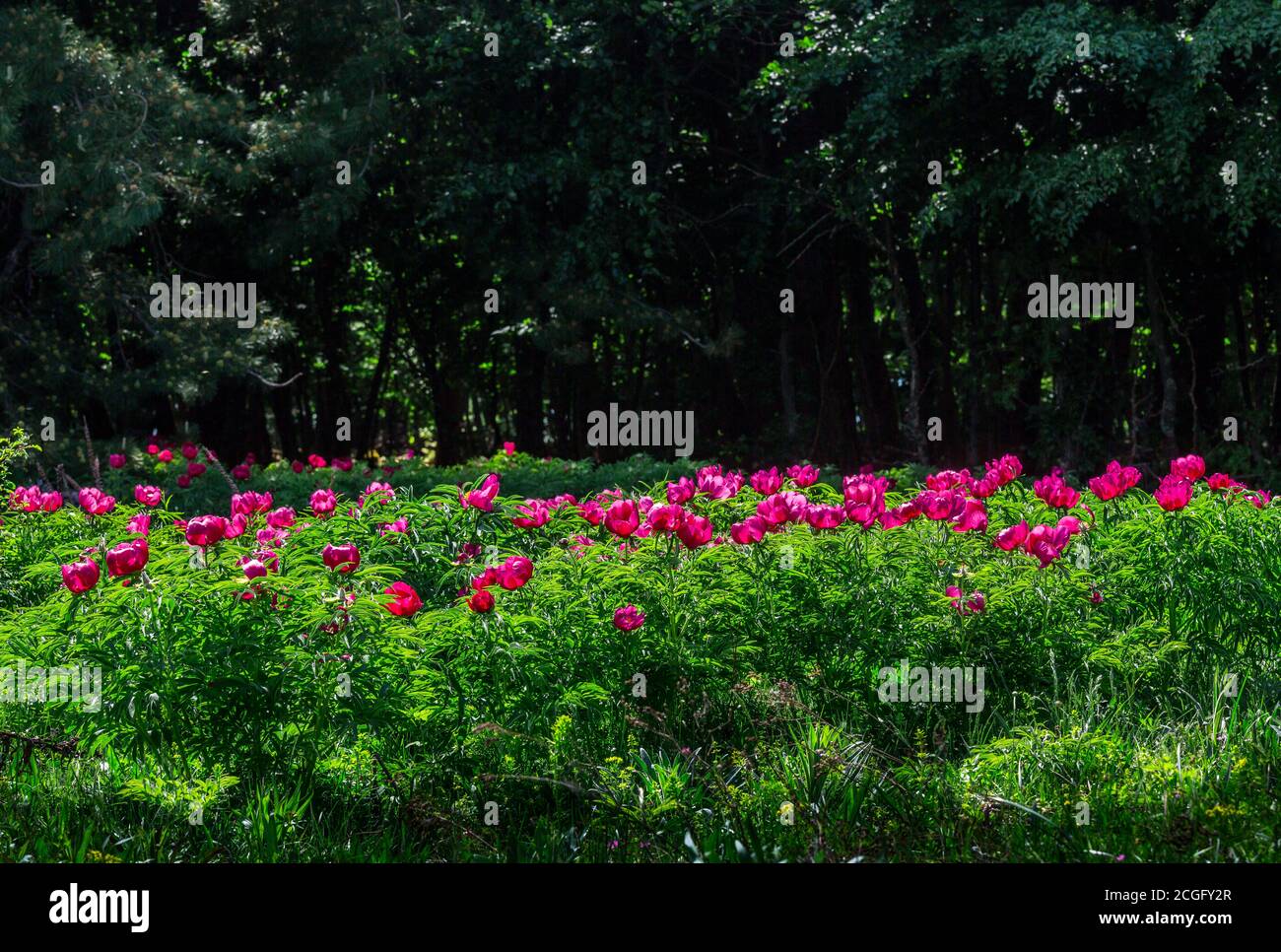 Pfingstrosen officinalis am Monte Morrone Stockfoto