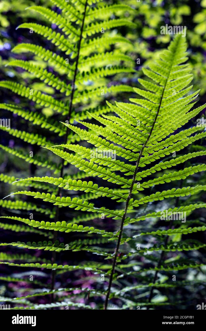 Ein Farnwedel wächst aus dem Waldboden zurück von der niedrigen Sonne beleuchtet. Stockfoto