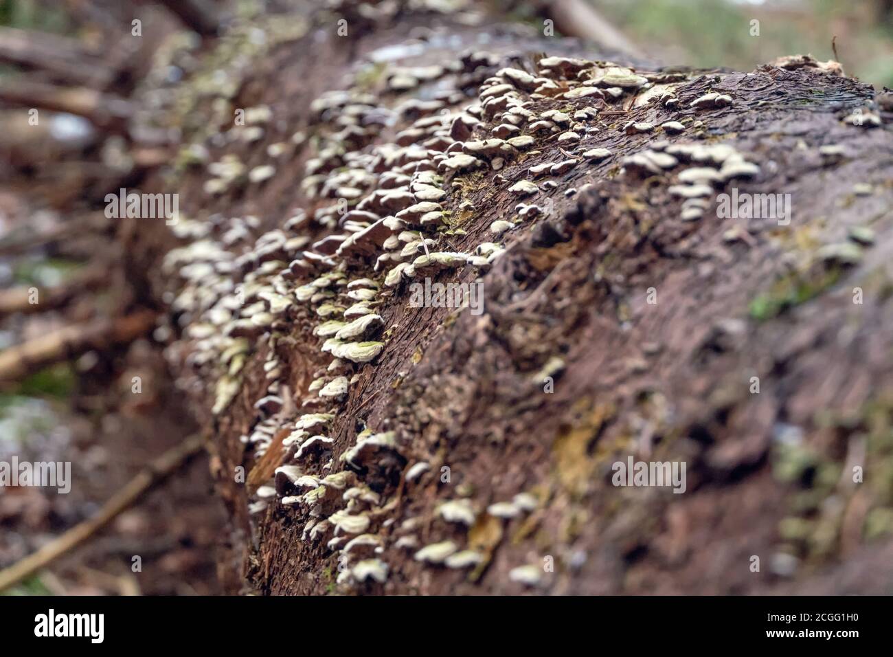 Viele kleine graue Pilze auf einem umgestürzten Baum Im Herbst November Wald schließen Stockfoto