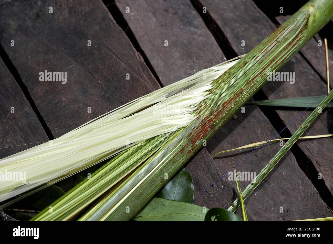 Leafs von Palm Tree mauritia flexulosa, um Hammock, den indischen Warao, Der Im Orinoco-Delta in Venezuela lebt, Zu Produzieren Stockfoto