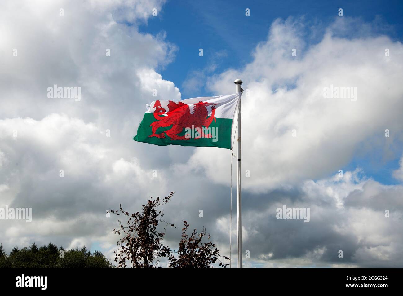 Pembrokeshire, Wales. Walisische Flagge, die in einem bewölkten Himmel fliegt. Stockfoto
