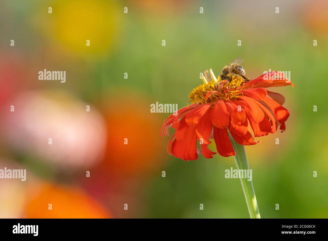 Bienen sammeln Honig in Kiparissi Dorf, Griechenland Stockfoto