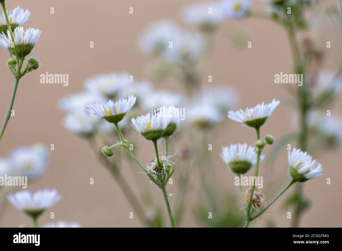 Sweet winzig weiß wild Gänseblümchen wie Blumen Makro in wild auf beige kühle Farbe verschwommen Hintergrund Umgebung. Nahaufnahme von Erigeron Prairie Fleabane Stockfoto