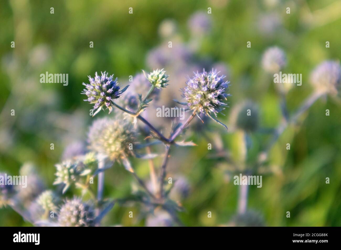 Scharfe wilde Eryngium bourgatii, Amethyst Eryngos Blüten lila blau mit grün verschwommenem Hintergrund auf hellen sonnigen Sommer warmes Licht Stockfoto