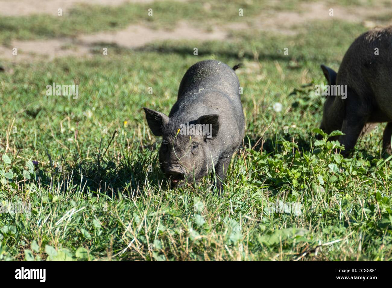 Kleine niedliche Baby Schwein spielen im Sommer. Schwarze Ferkel Fütterung in grünen sonnigen Gras Bauernhof Feld Stockfoto