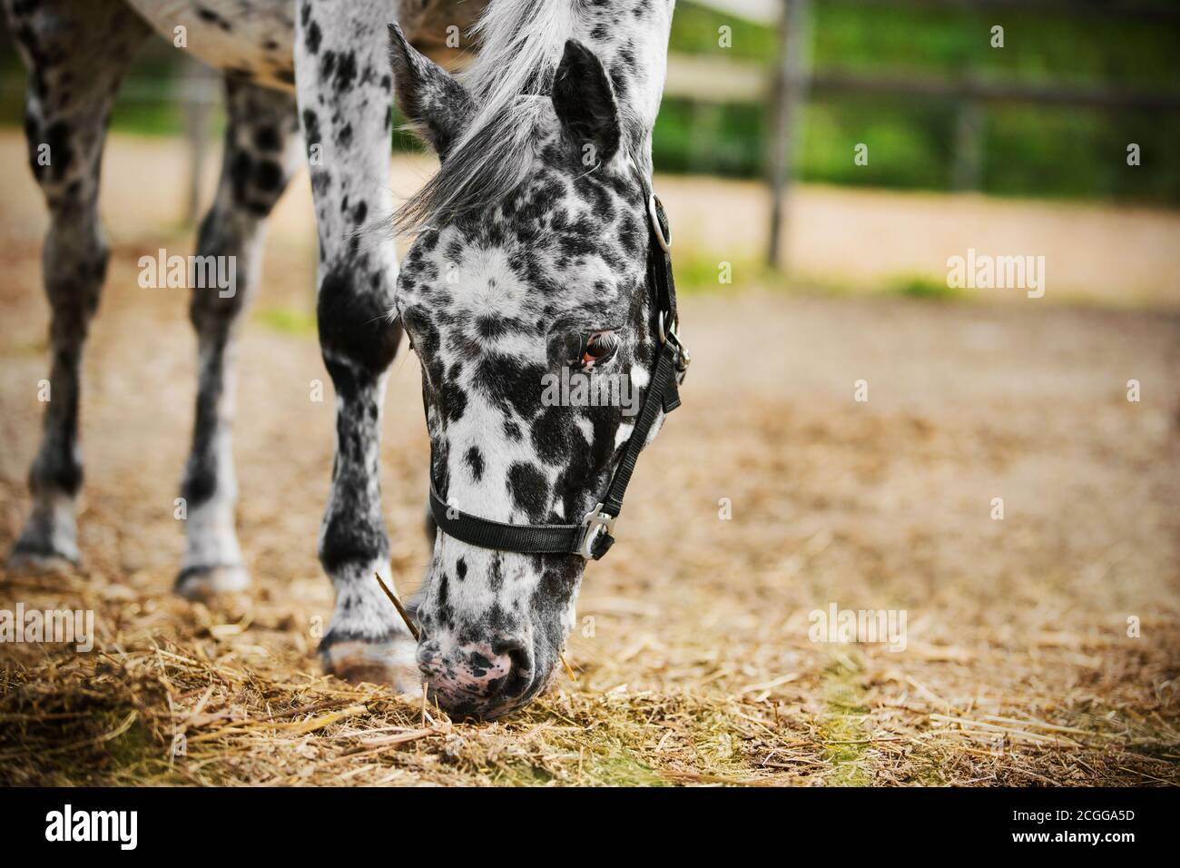 Portrait eines schönen schwarz-weißen Pferdes mit weißen Wimpern und einem Halfter an der Schnauze, das Heu und Gras frisst. Landwirtschaft. Die Pflege von Stockfoto