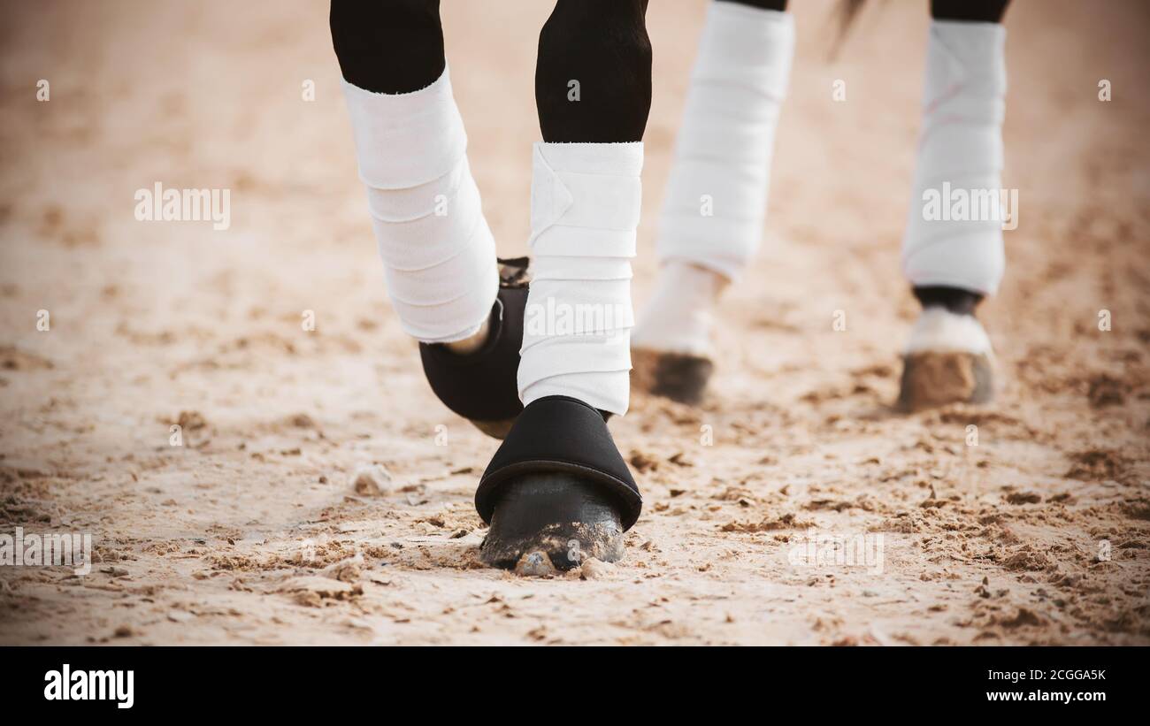 Die Beine eines schwarzen Pferdes galoppieren über eine sandige Arena, tragen Stiefel und weiße Verbände. Sport Reitausrüstung. Pferdesport. Stockfoto