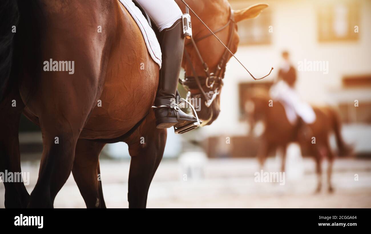 Auf einem Bay Horse mit einem dunklen Schwanz im Sattel sitzt ein Reiter, der eine Peitsche und einen Fuß in den Steigbügel hält, und um sie zu treffen reitet ein Rivale in Reiten Co Stockfoto