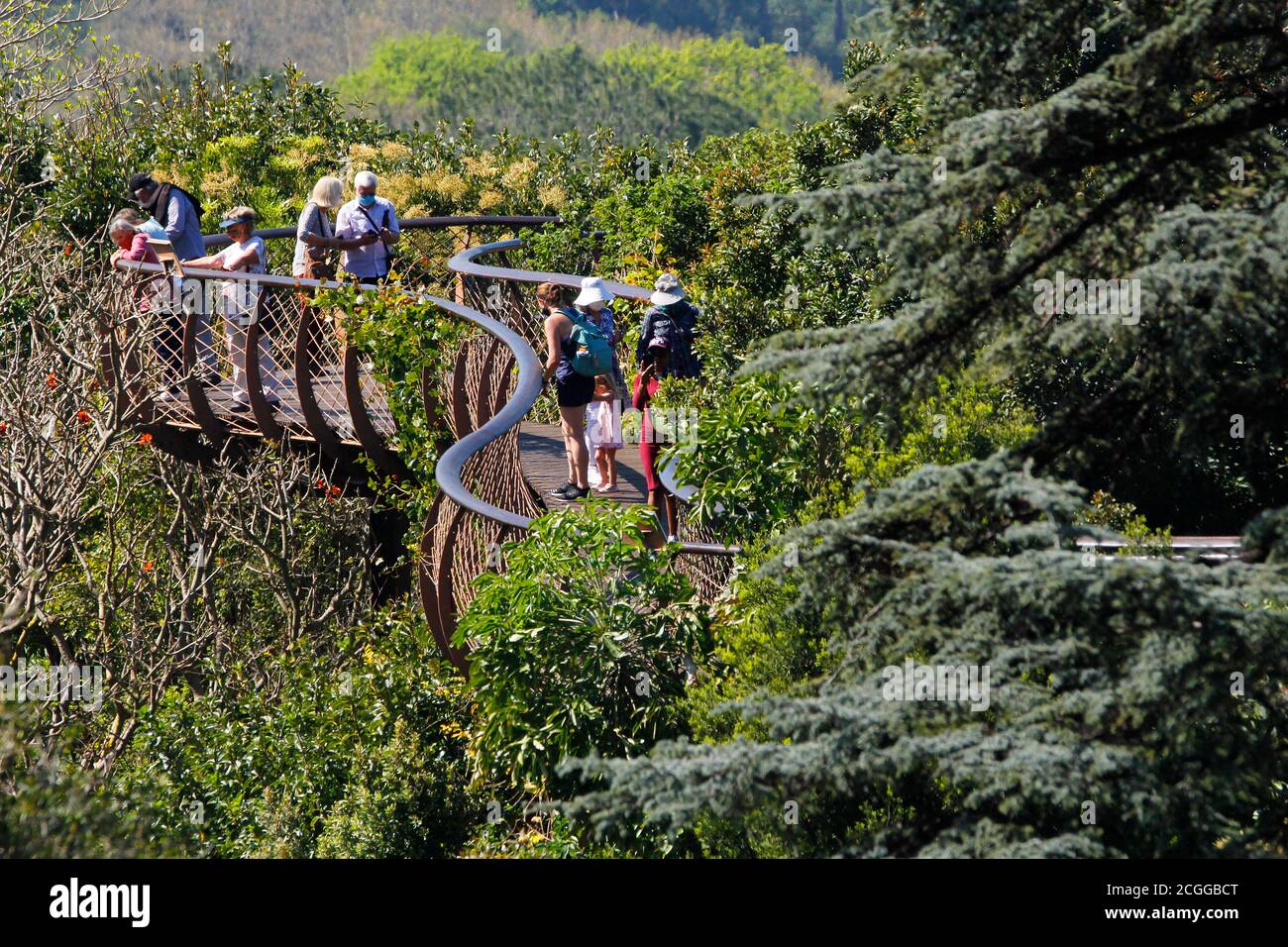 Dies ist ein verkürzter Blick auf den Luftweg im Kirstenbosch National Botanical Garden in Kapstadt. Stockfoto