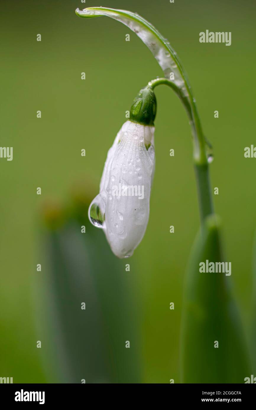 Weißer Schneeglöß bedeckt durch den morgendlichen frischen Regen mit schwebenden Regentropfen im Morgenlicht Stockfoto