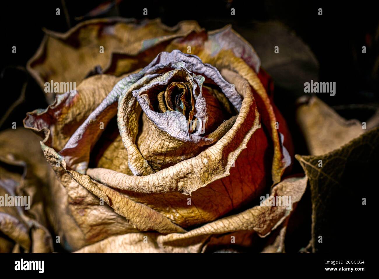 Trockene und tote Rosenblüte aus nächster Nähe Stockfoto
