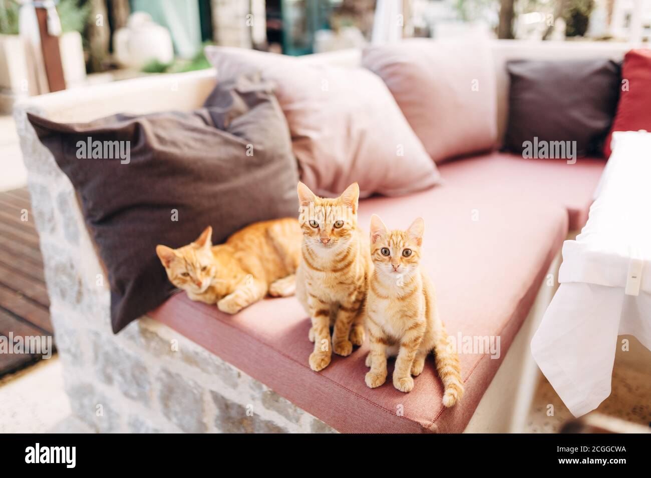 Drei Ingwer-Katzen auf einem rosa Sofa mit bunten Kissen im Zimmer. Stockfoto