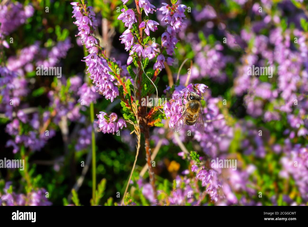 Wenig Fliegen und Surfen auf der Heideblüte zu sammeln Pollen unter einem hellen Sommersonnenlicht Stockfoto