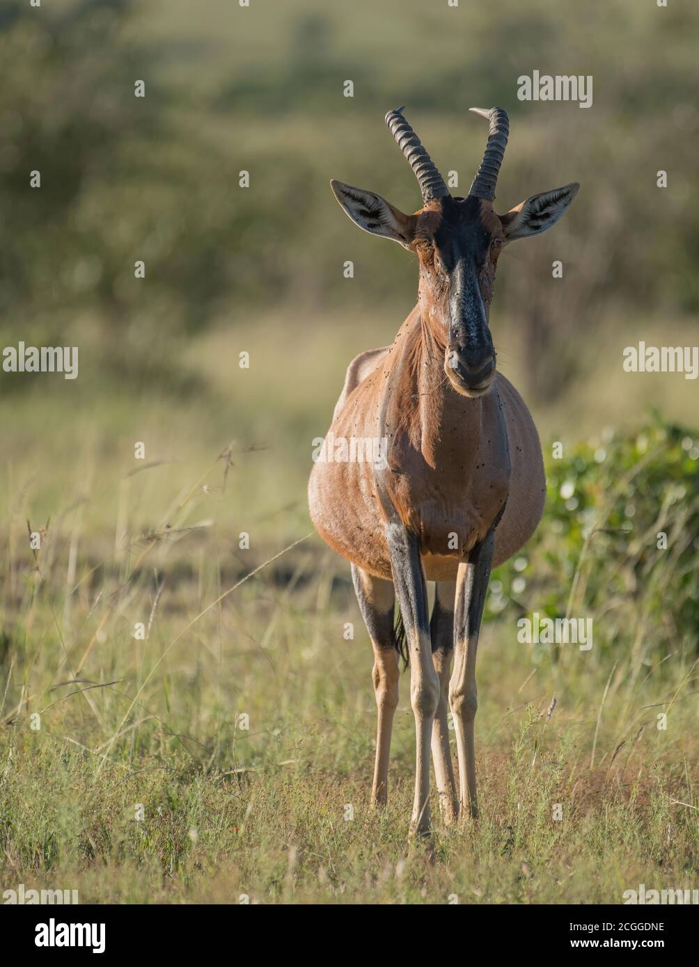 Der Topi ist eine Unterart der gewöhnlichen Tessebe. t ist eine hoch soziale Antilope, die in den Savannen, Halbwüsten in Afrika, gefunden wird. Stockfoto