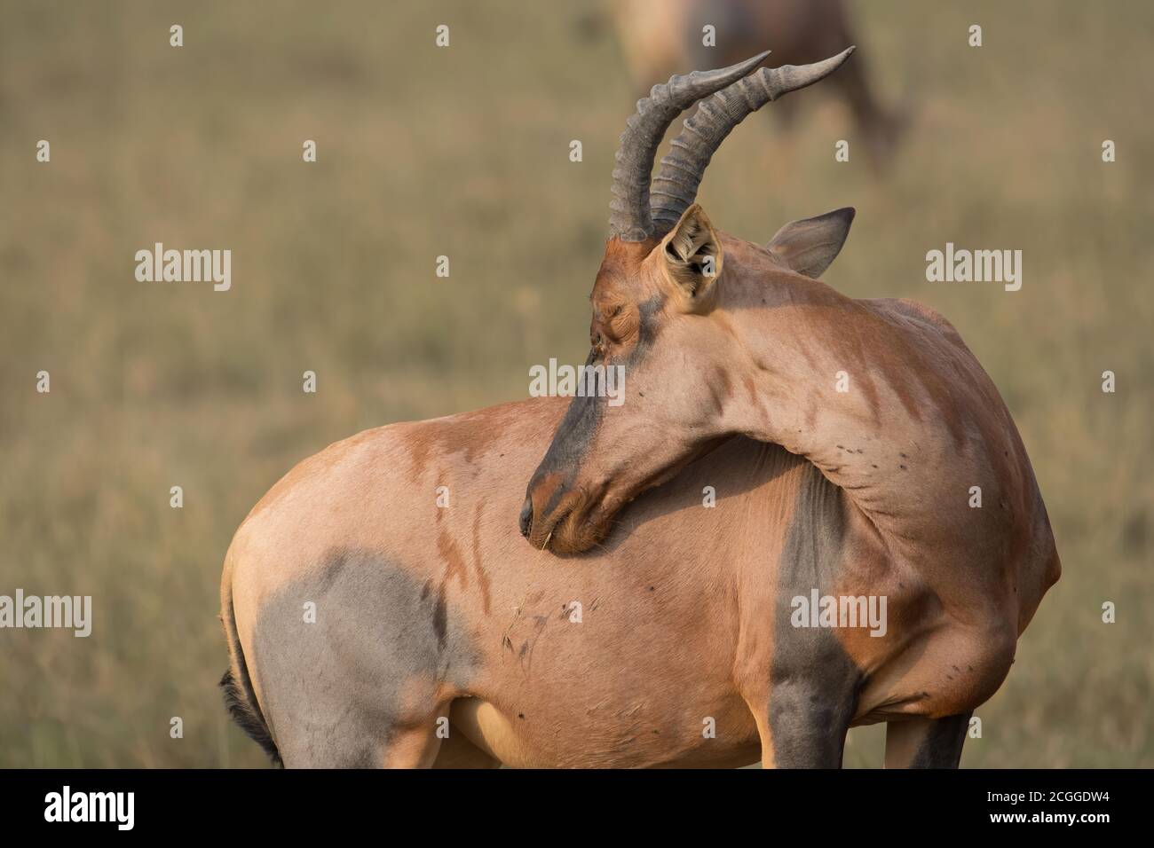 Der Topi ist eine Unterart der gewöhnlichen Tessebe. t ist eine hoch soziale Antilope, die in den Savannen, Halbwüsten in Afrika, gefunden wird. Stockfoto