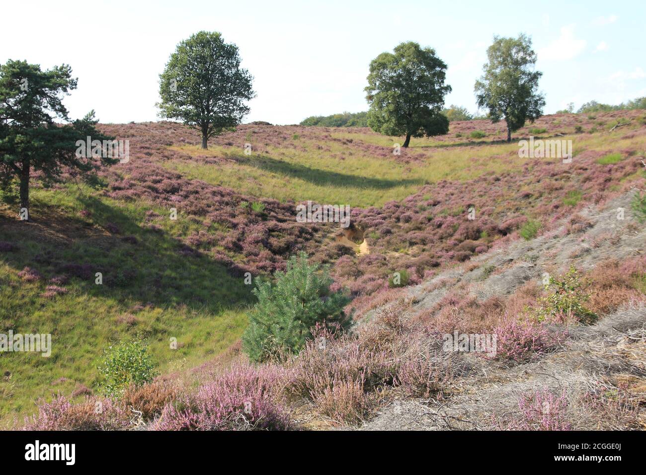 Mookerheide in Mook, Niederlande Stockfoto