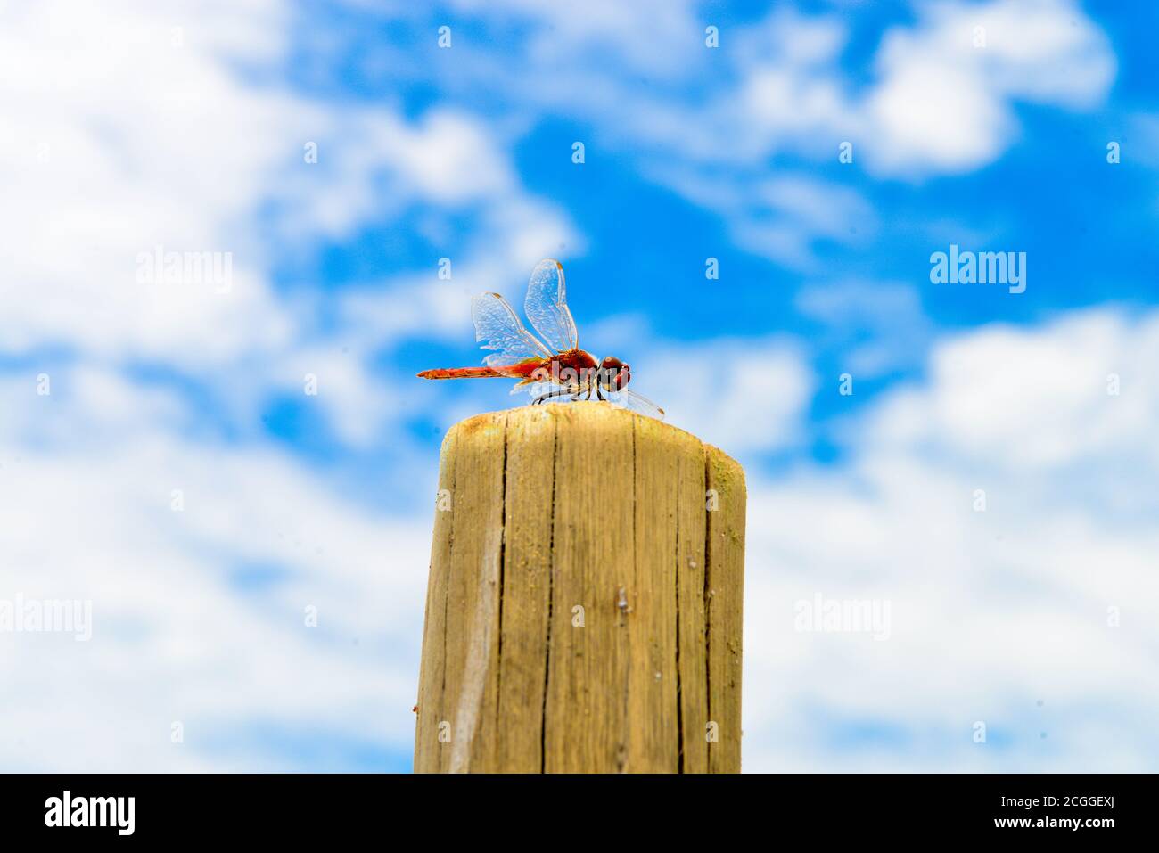 Eine Drachenfliege ruht auf einem Baumstamm breitet ihre Flügel mit blauem Himmel Hintergrund aus. Stockfoto