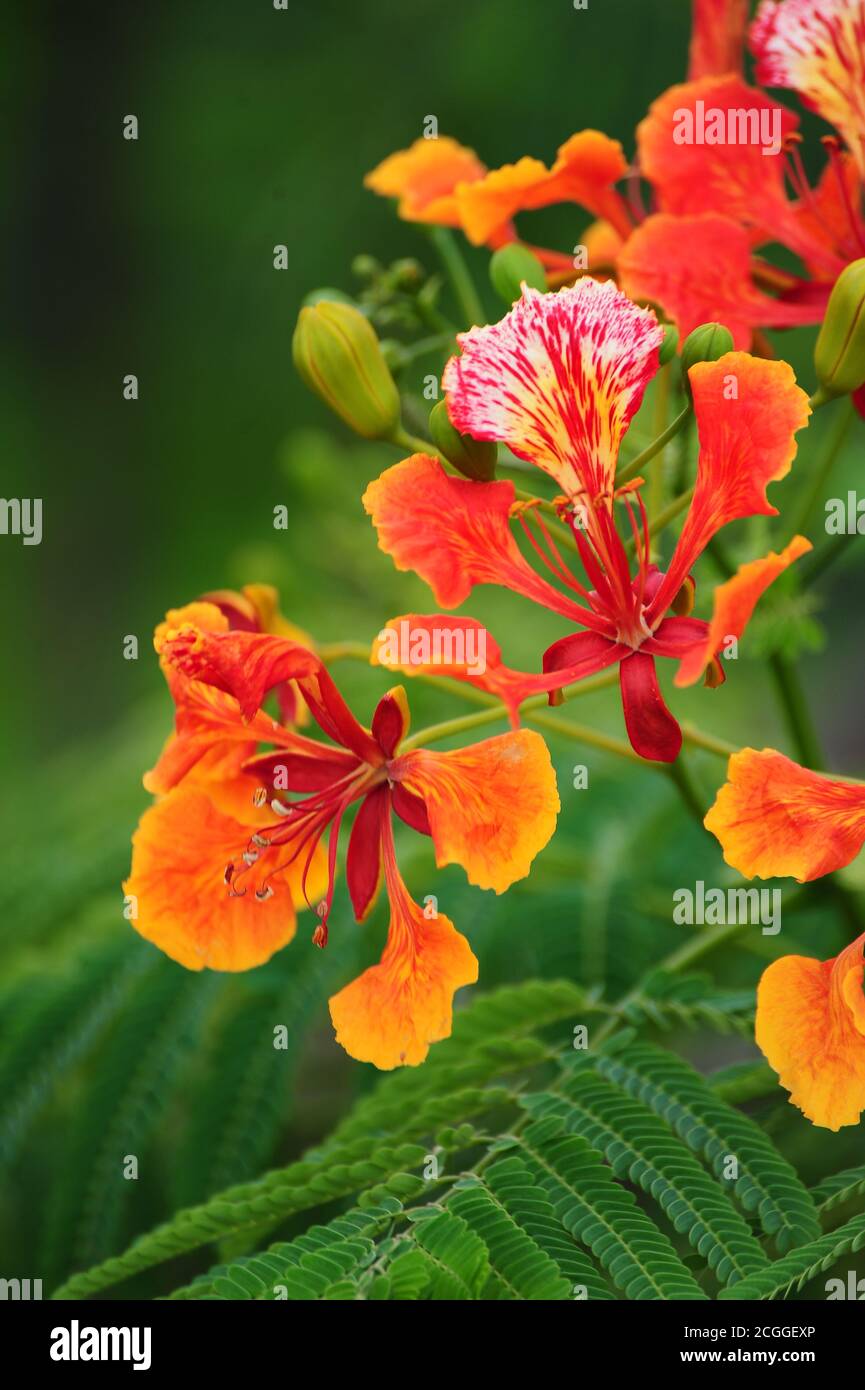 Drei frei fallende Herbstfärbung Blüten in einem dichten grünen Blätter Hintergrund fokussiert. Stockfoto