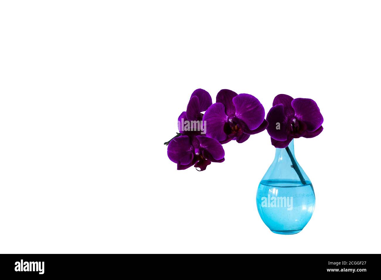 Lila Orchidee in Glasvase auf weißem Hintergrund Stockfoto