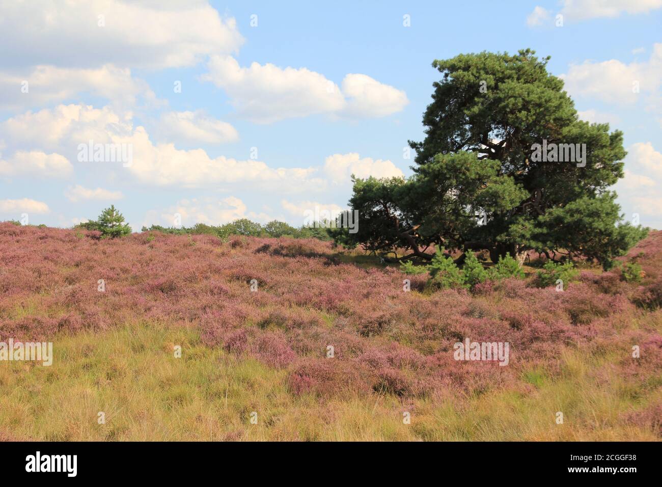 Mookerheide in Mook, Niederlande Stockfoto