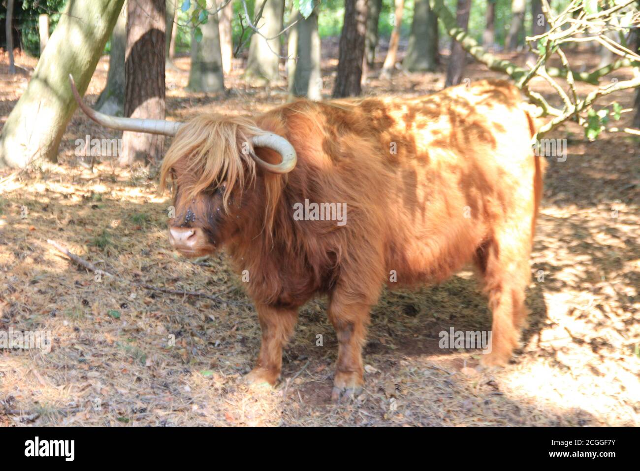 Mookerheide in Mook, Niederlande Stockfoto