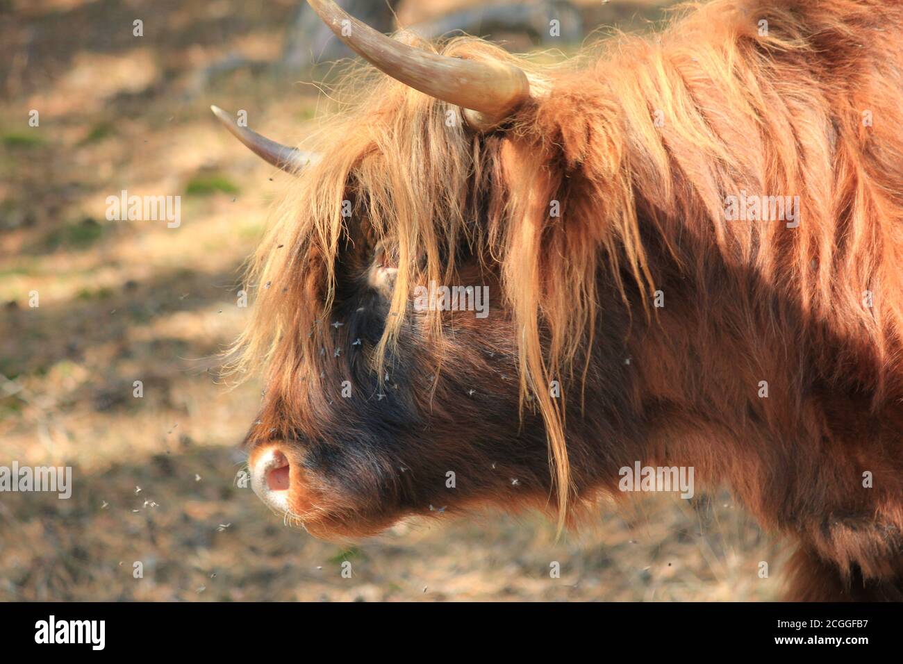 Mookerheide in Mook, Niederlande Stockfoto