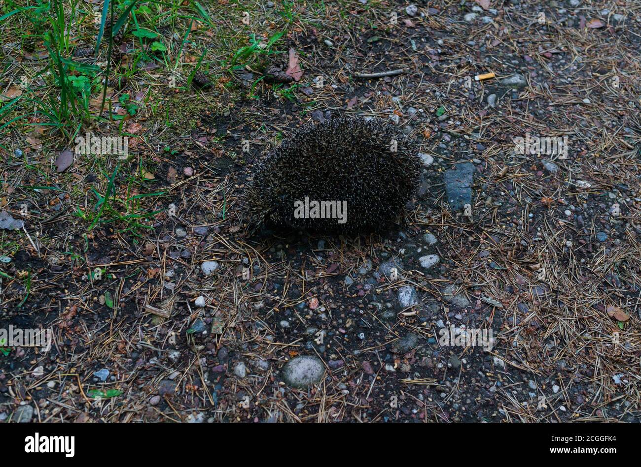 Igel nach dem Winterschlaf, geht durch den Wald. Stockfoto