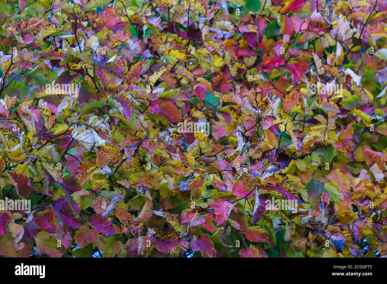 Heller Hintergrund von roten Blättern der Maiden Trauben. Stockfoto