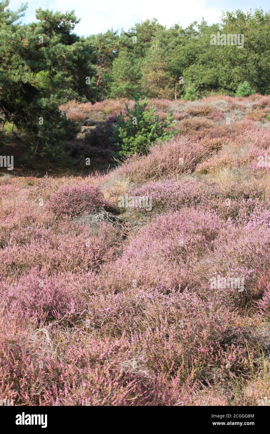 Mookerheide in Mook, Niederlande Stockfoto