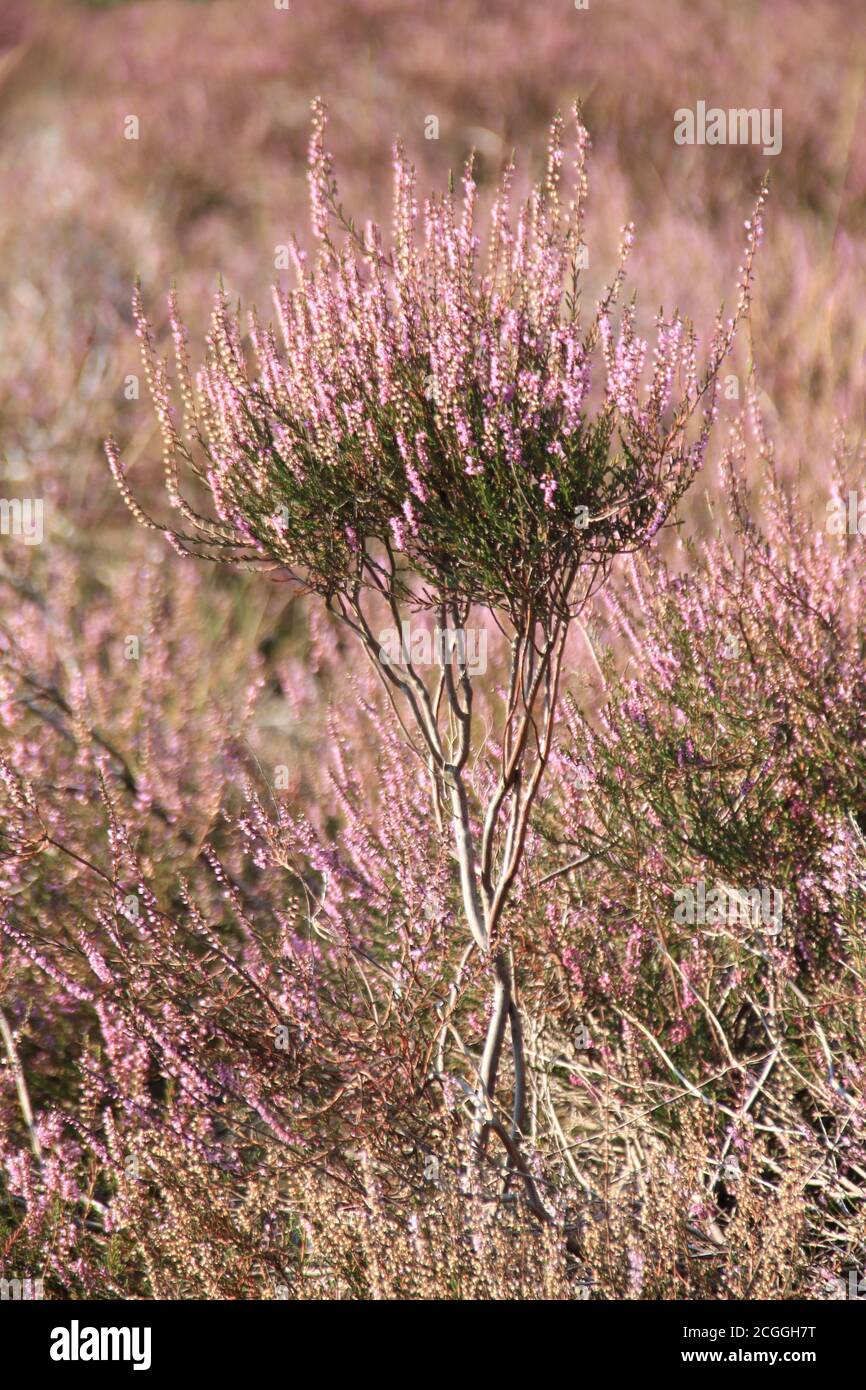 Mookerheide in Mook, Niederlande Stockfoto