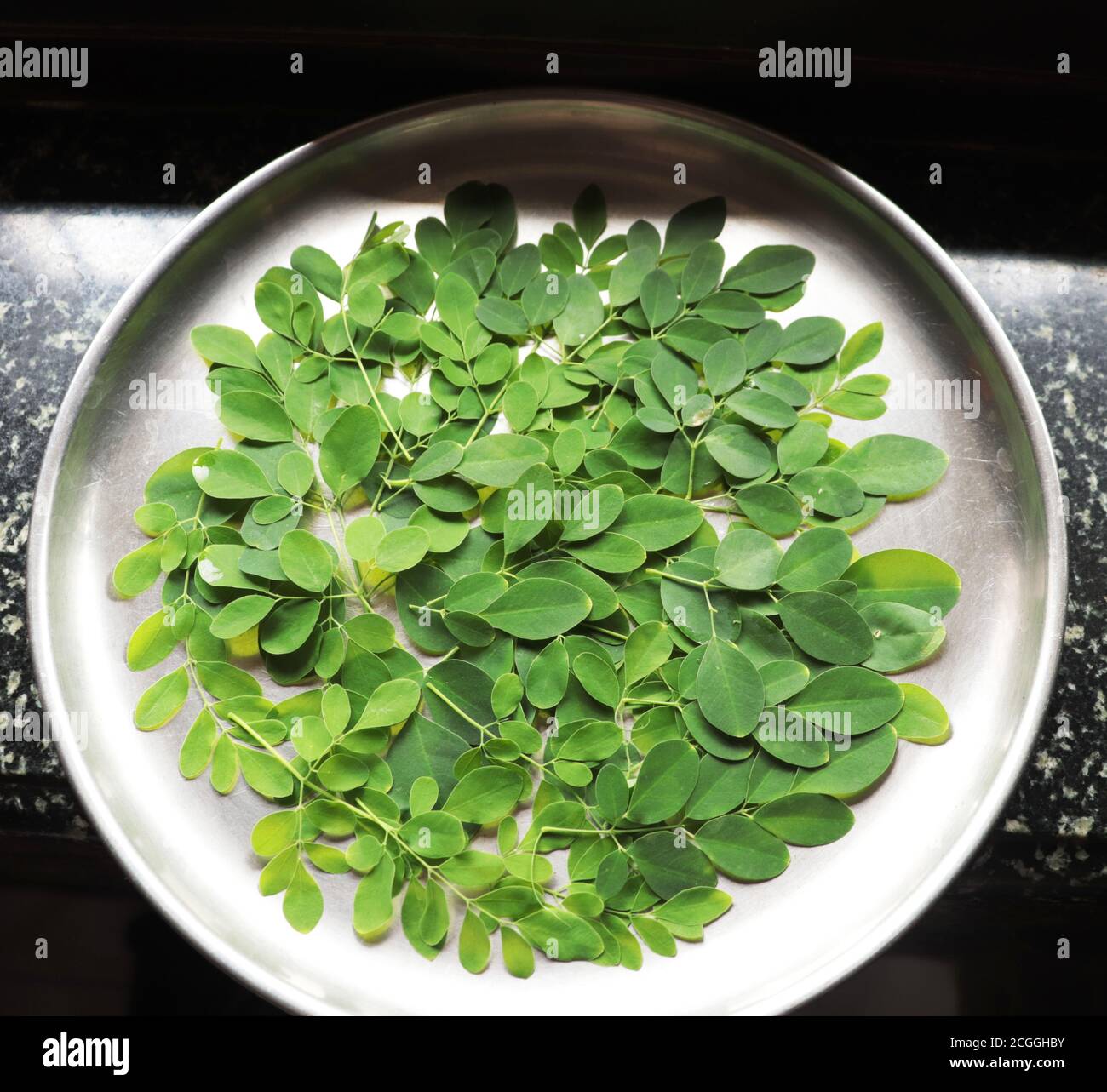 Moringa Blätter aus Moringa Baum geerntet Stockfoto