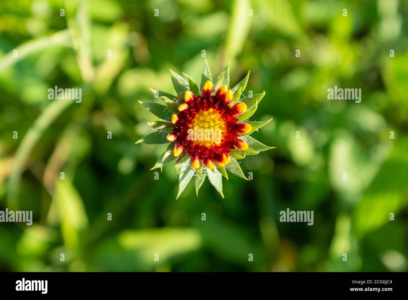 Eine Makroaufnahme einer Feuerradblume nach all dem Blütenblätter sind weg Stockfoto