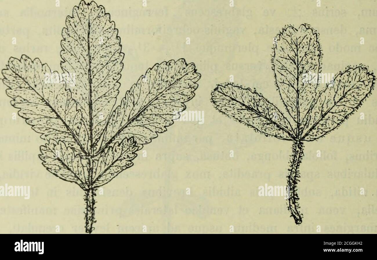 . Botanische Jahrbücher für Systematik, Pflanzengeschichte und Pflanzengeographie . clusis usque ad 7 mm diam.),anguli alati, alae in aculeos compressos breves dz ve inter se con-natos (ca. 3-4 in quavis ala) exeuntes ; quo modo alae cristam gal-lorum in memoriam redigunt. Bolivien australis: Tucumilla prope Tarija, 2600 m alt. s. m., Arbor3 – 5 m alta, in declivibus petrosis, Fiebrig n. 2020, Kraut. Berol.! Delessert!Monac! 1) vide tarnen var. longiracemosam S. 634. 634 G. Bitter. In der alpinen Region Süd-Bolivien, speziell in der Umgebung der Stadt Tarija,spielt diese Art offen eine ähnli Stockfoto