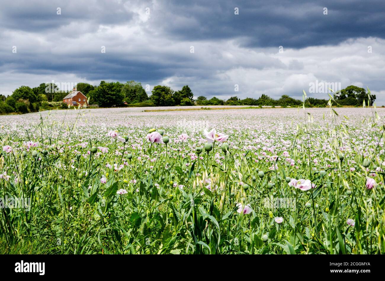 Ein Feld von Opiummohn, das auf einer Farm in Basingstoke, Hampshire, blüht. Die Ernte wird für die Pharmaindustrie verwendet. Stockfoto