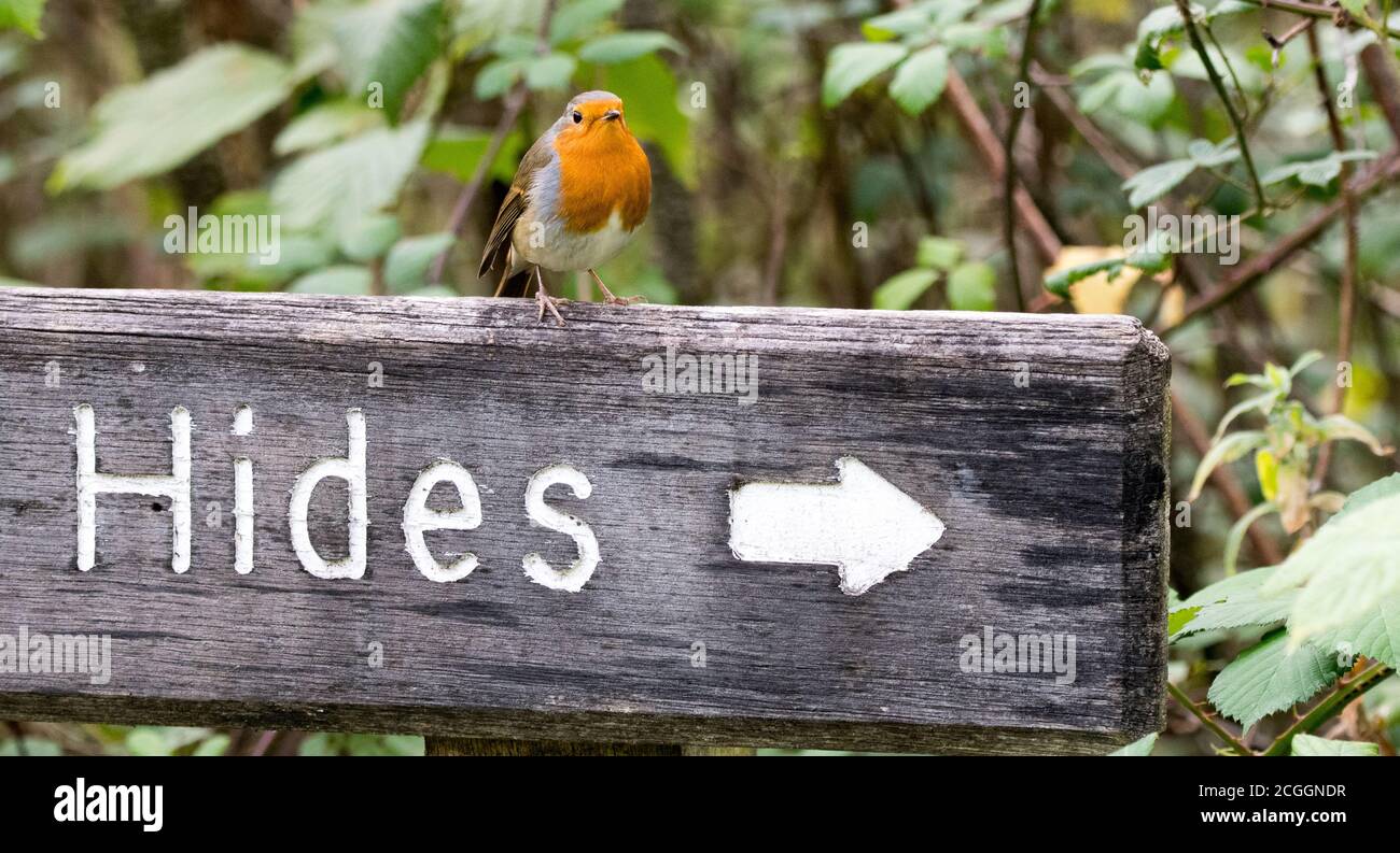 Robin thront auf einem Schild (Erithacus rubecula) Stockfoto
