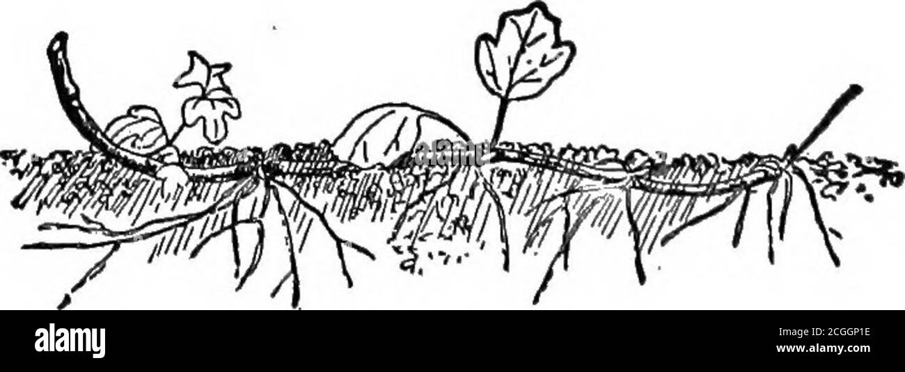 . Die Baumschule-Buch; eine vollständige Anleitung zur Vermehrung von Pflanzen . 28. Himbeerspitze (x 1-5).. L 21, S. Zugedeckte Schicht des Viburnums (x 1-6). Kontinuierlich, wie in Abb. 29, oder es darf nur auf die Gelenke oder eingeschränkte Teile des Schießens angewendet werden, wie in Abb. 30. In beiden Fällen sollte die Abdeckung flach sein, nicht mehr als 2 bis 5 Zoll. Wenn der Spross steif ist, ein Stein oder Sod SERPENTIN SCHICHTUNG. 37 ein gehäkeltes Anhaken kann auf ihn gelegt werden, um ihn niederzuhalten; oder ein Astick kann über ihn hinabgestoßen werden, wie in der Herabführung von Vermehrern. Die stärksten Pflanzen werden in der Regel durch die Securingnur eine Pflanze fro erhalten Stockfoto