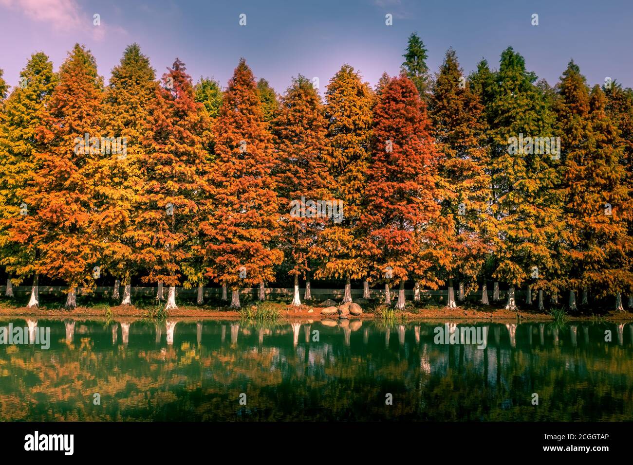 Schöne Herbstbäume mit Spiegelung im Wasser Stockfoto