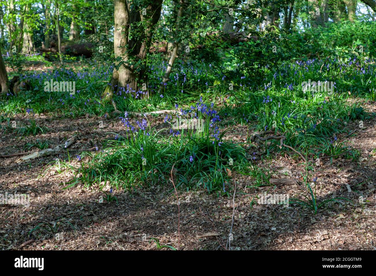 Bluebells blühend in Highgate Wood, London Stockfoto