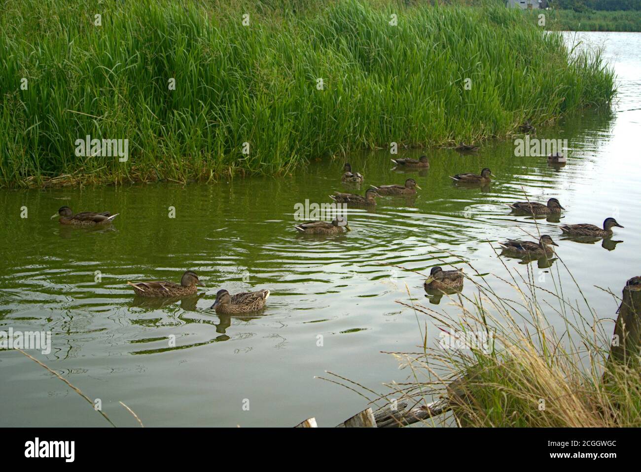 Enten auf einem See Stockfoto