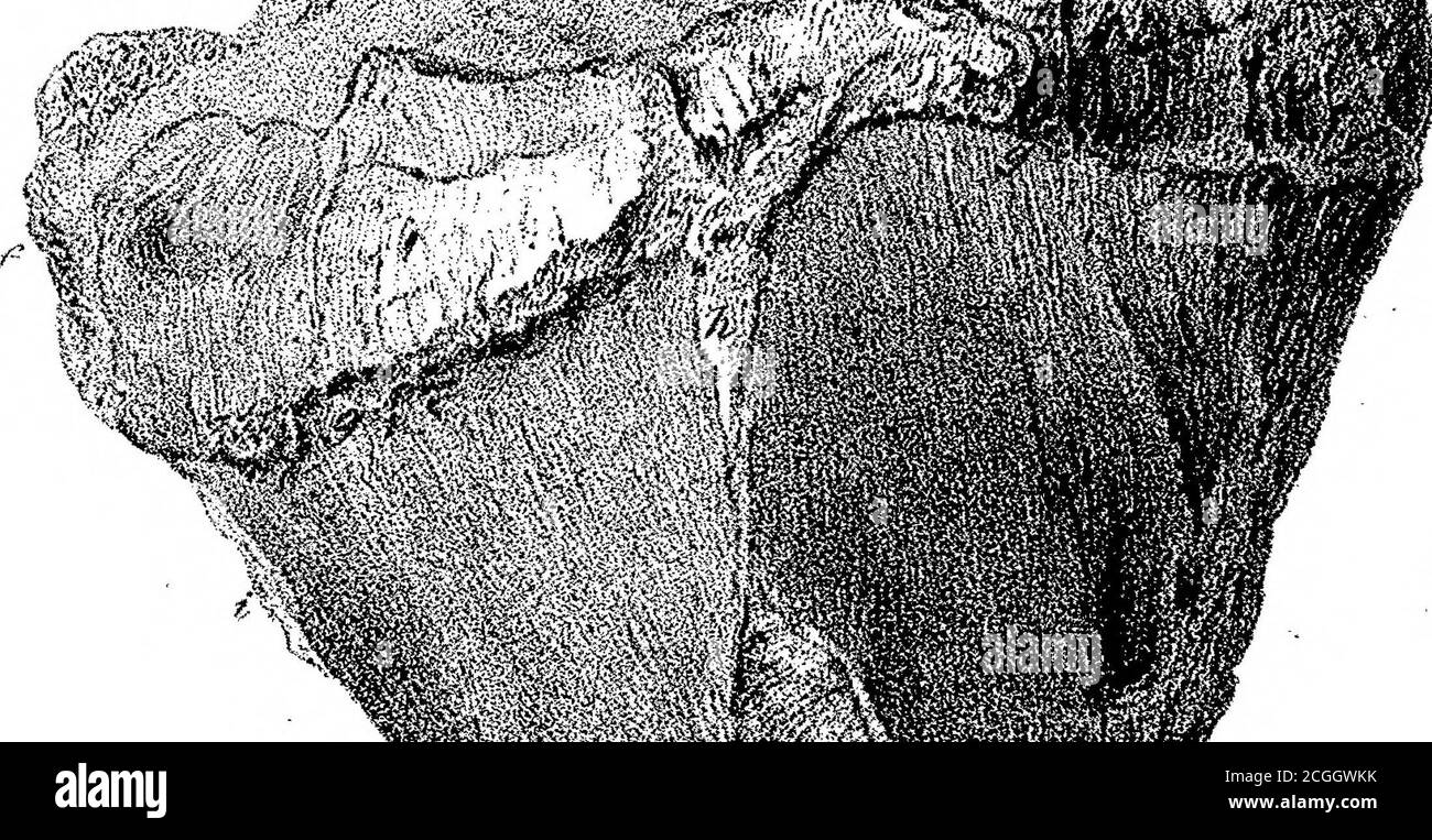 . Auf den fossilen Säugetieren Australiens. Teil III Diprotodon australis, Owen . f* SSV-^f^kW 2 J ,« .>FT-f A> ». r -TR-^ :f%d. Stockfoto