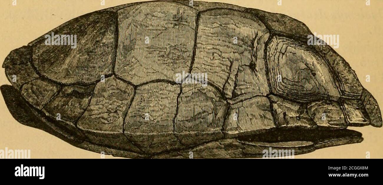 . Die Annalen und die Zeitschrift der Naturgeschichte; Zoologie, Botanik und Geologie . Stal Platten konvex; die sternumbale grau-braun. Hab. Sarawak (Wallace, nein L 138, S. Das Exemplar ist nicht in einem guten Zustand; vermutlich war das Tier in der Enge gewesen und war aus Gesundheit heraus; die Kreuznaht auf dem Sternum ist viel auf dem Rand erodiert, und die Schale scheint, discolored zu sein. Es gibt ein zweites Exemplar, das dem BritishMuseum von Sir Andrew Smith, C.B., ohne irgendeinen Lebensraum vorgestellt wurde, der vielleicht ein jüngeres Stadium der Art ist; aber es zeigt nicht irgendein Zeichen der transversalen Naht auf dem Sternum, an Stockfoto