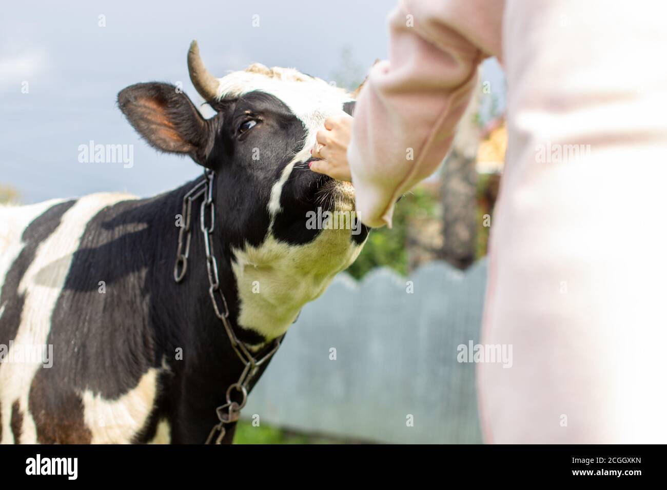 Eine Frau streichelt eine bunte Kuh in der Nähe des Hauses. Stockfoto