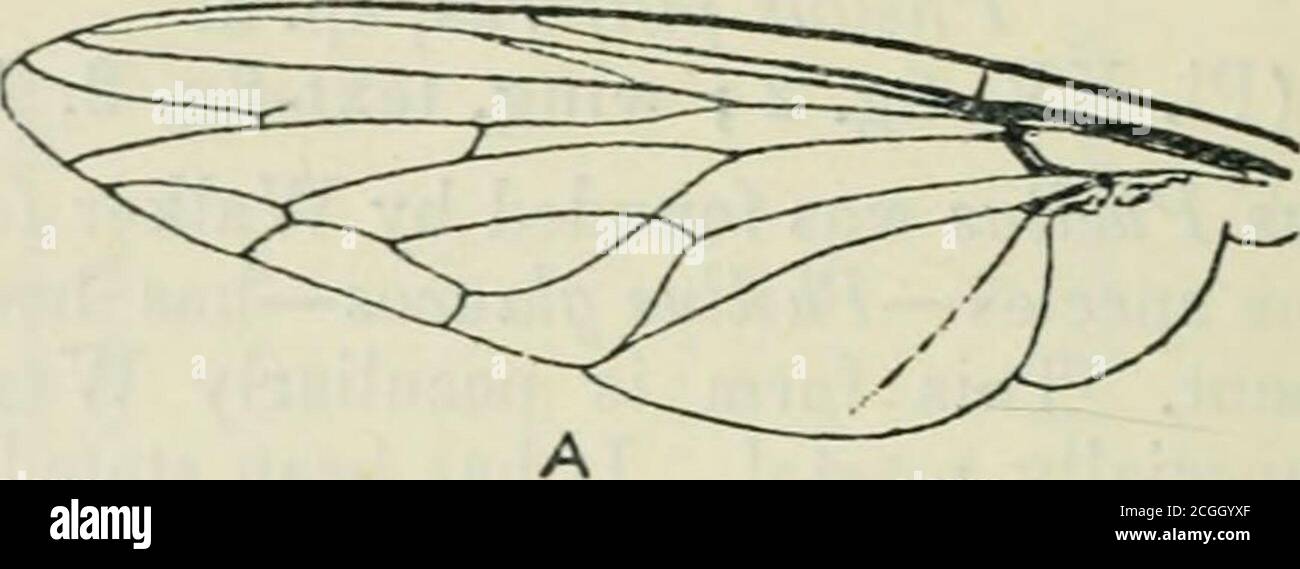 . Die Annalen und Zeitschrift der Naturgeschichte : Zoologie, Botanik und Geologie . Die Borsten sind eher wie die in der gleichen Position auf P. glaucus gefunden, sind aber offensichtlicher (vielleicht aufgrund des Erhaltungszustandes). Posteriorly thetliorax trägt eine Abdeckung der stout yeliownsch-weißen Haare.Ventrale Oberfläche mit blassgelben Haaren zwischen den Beinen-Basen. Beine. – oberflächlich betrachtet gibt es keinen großen Unterschied fiomP. Glancus in der Farbe und Vorhalle der Beine. Sie sind * die Autliors möchten Major Austin, vom BritishMuseum, für seine assi-^tance danken und erklären, dass die Lypoa der neuen Spezies sind Stockfoto