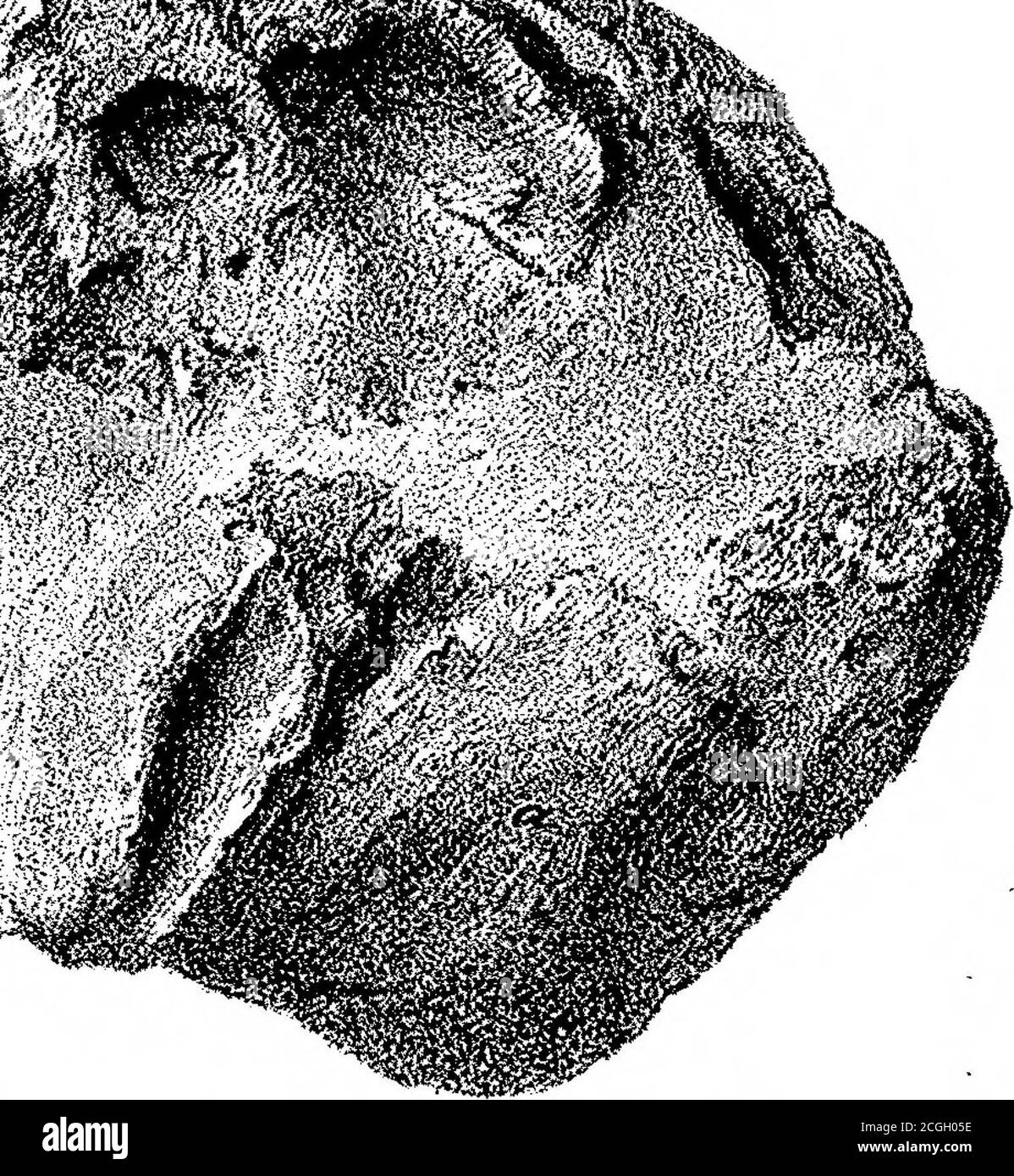 . Auf den fossilen Säugetieren Australiens. Teil III Diprotodon australis, Owen . f* SSV-^f^kW 2 J ,« .>FT-f A> ». r -TR-^ :f%d Stockfoto